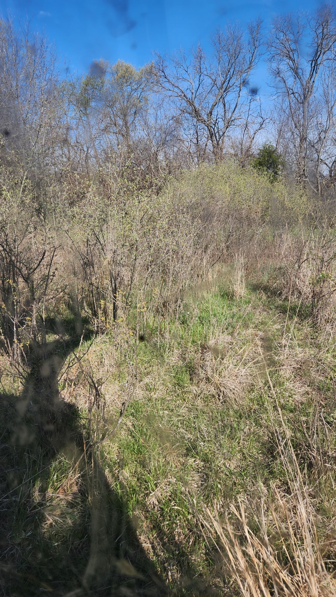 Dense shrubs and trees under a clear blue sky, with sunlight and deep shadows.