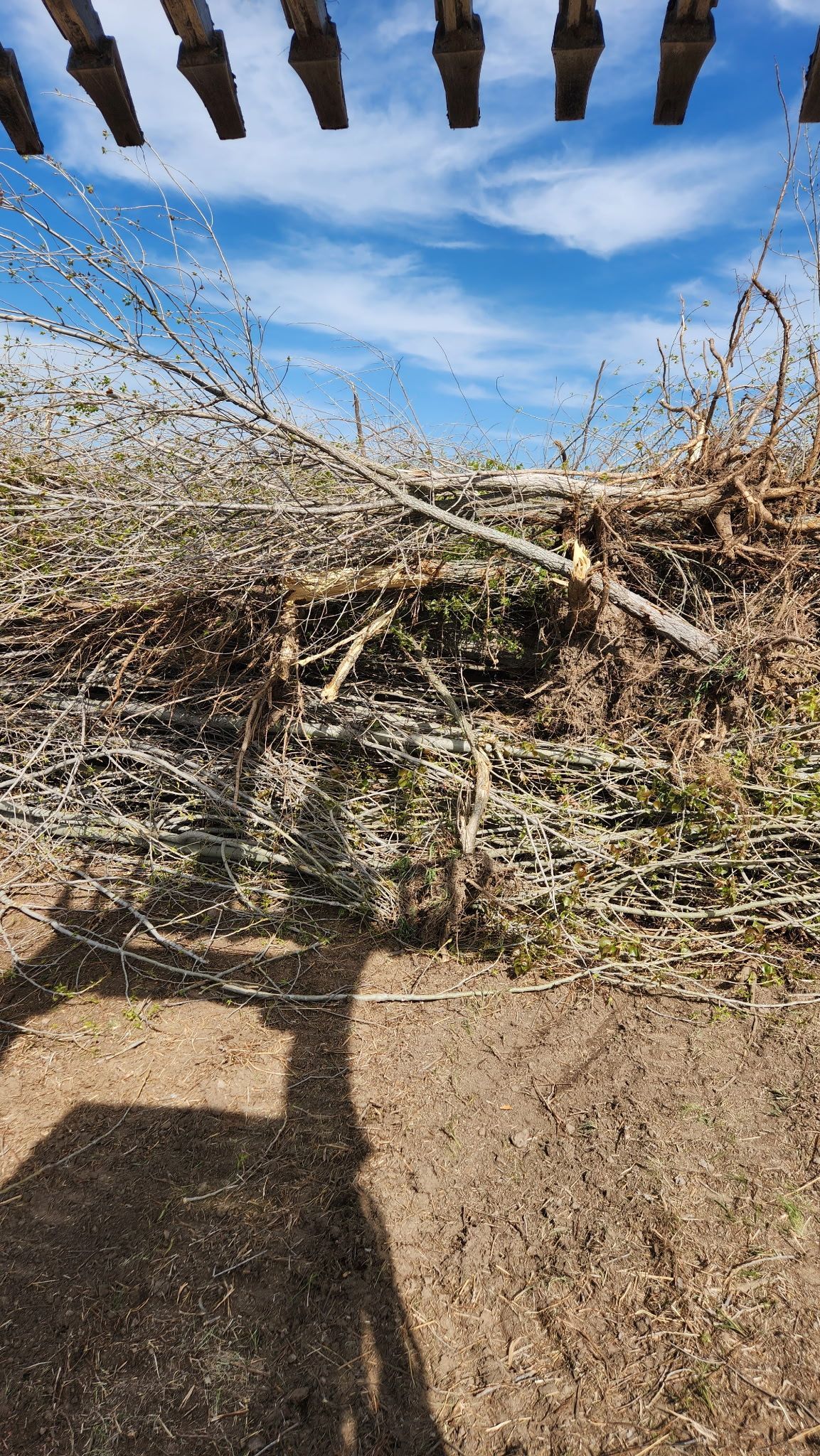 Dense thorny branches forming a natural barrier across a dirt path under a blue sky