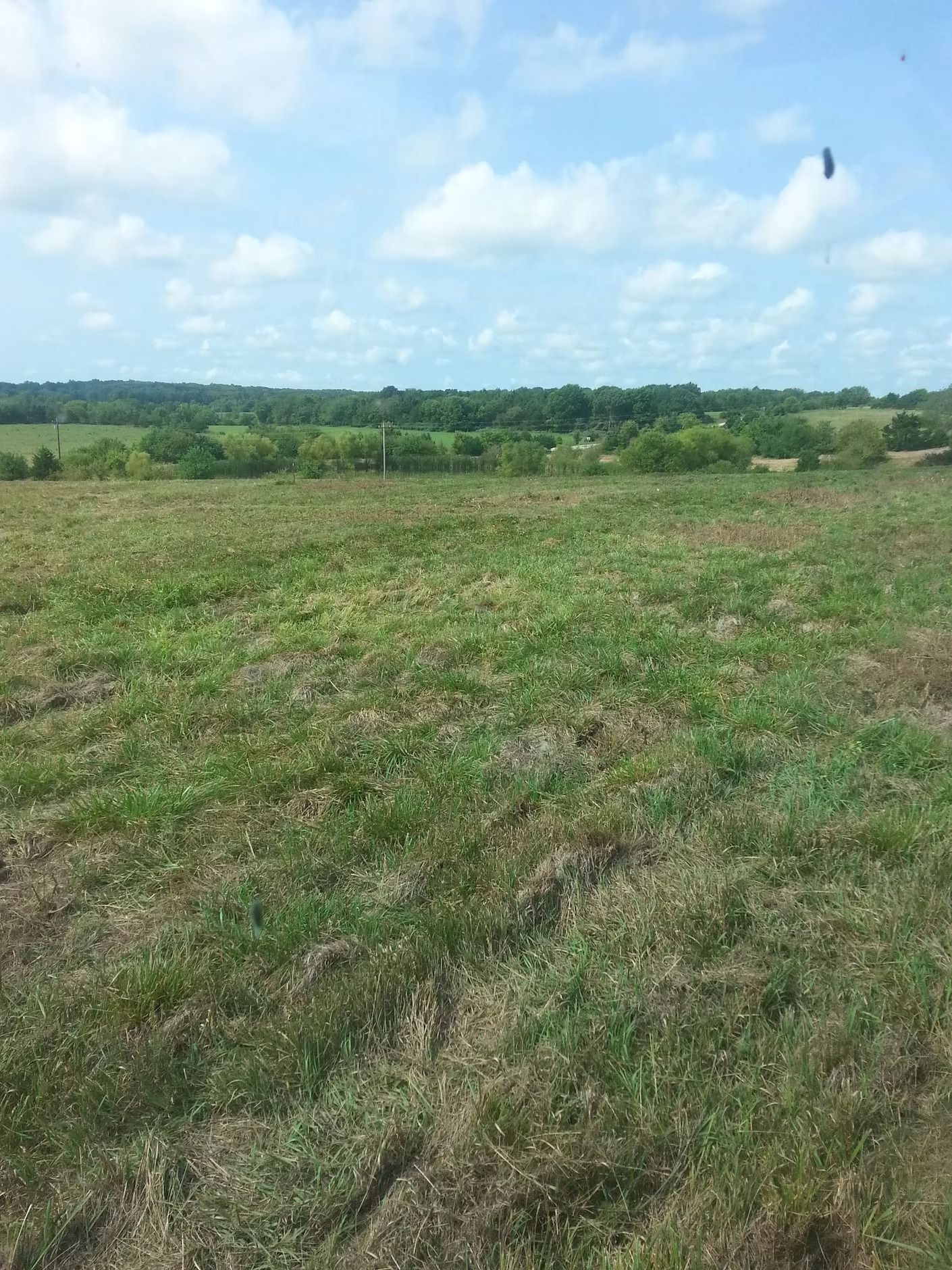 Grassy field under a blue sky with clouds and a distant tree line