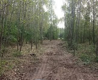 Narrow muddy dirt path through a dense green forest of tall slender trees