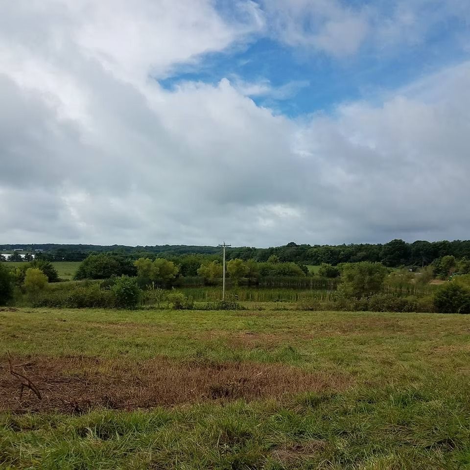 Grassy field under cloudy sky with a tree line in the distance