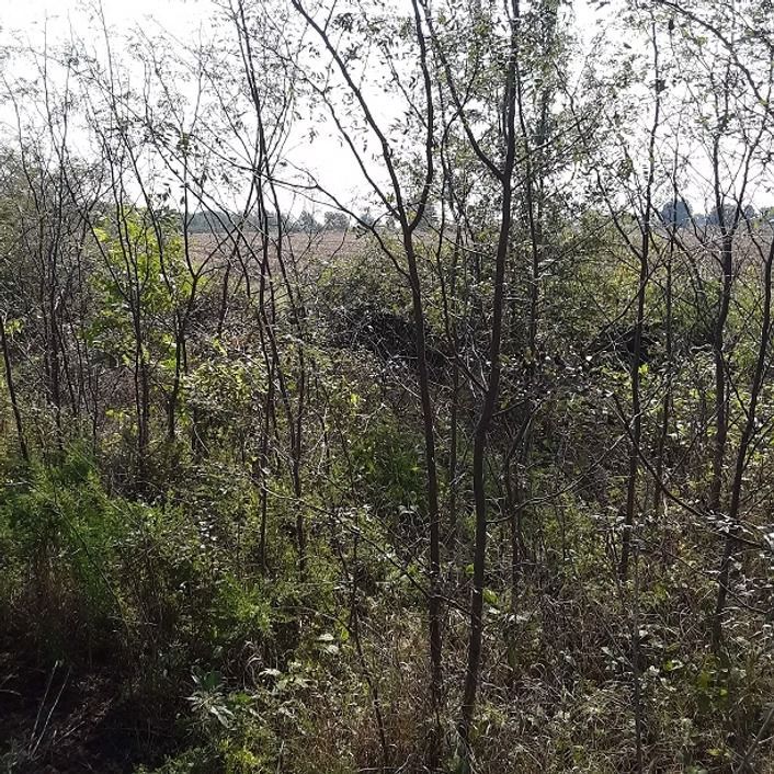 Sparse trees and brush in a dry, overgrown field under a cloudy sky