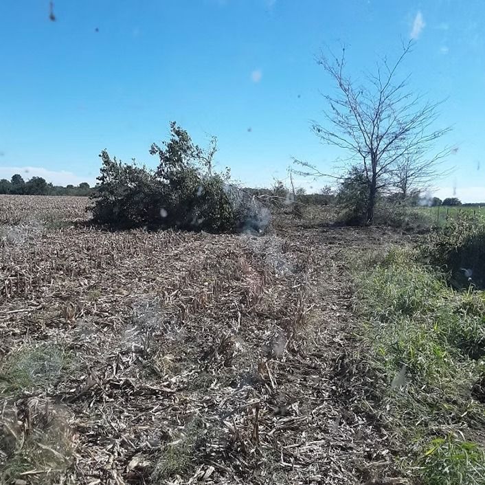 Dry field with a bushy shrub, a bare tree, and blue sky on a sunny day