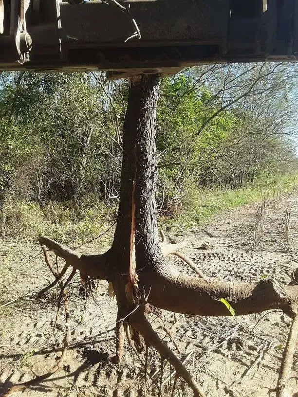 Tree trunk beneath a raised structure in a dry, sparse woodland area