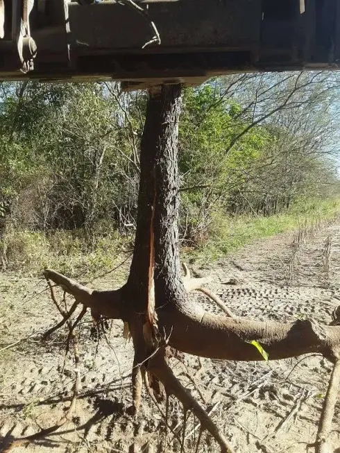 Tree trunk beneath a raised structure in a dry, sparse woodland area