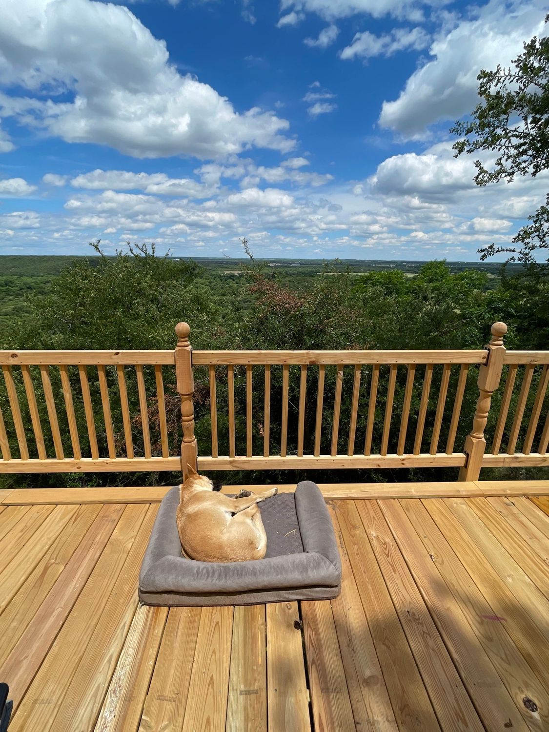 a dog is laying on a dog bed on a wooden deck .