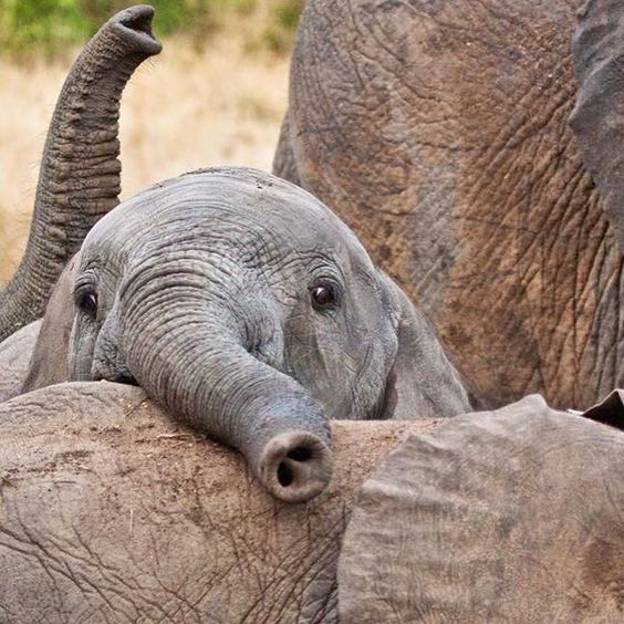 As 10 fotos de bebês elefantes mais fofas que você já viu!