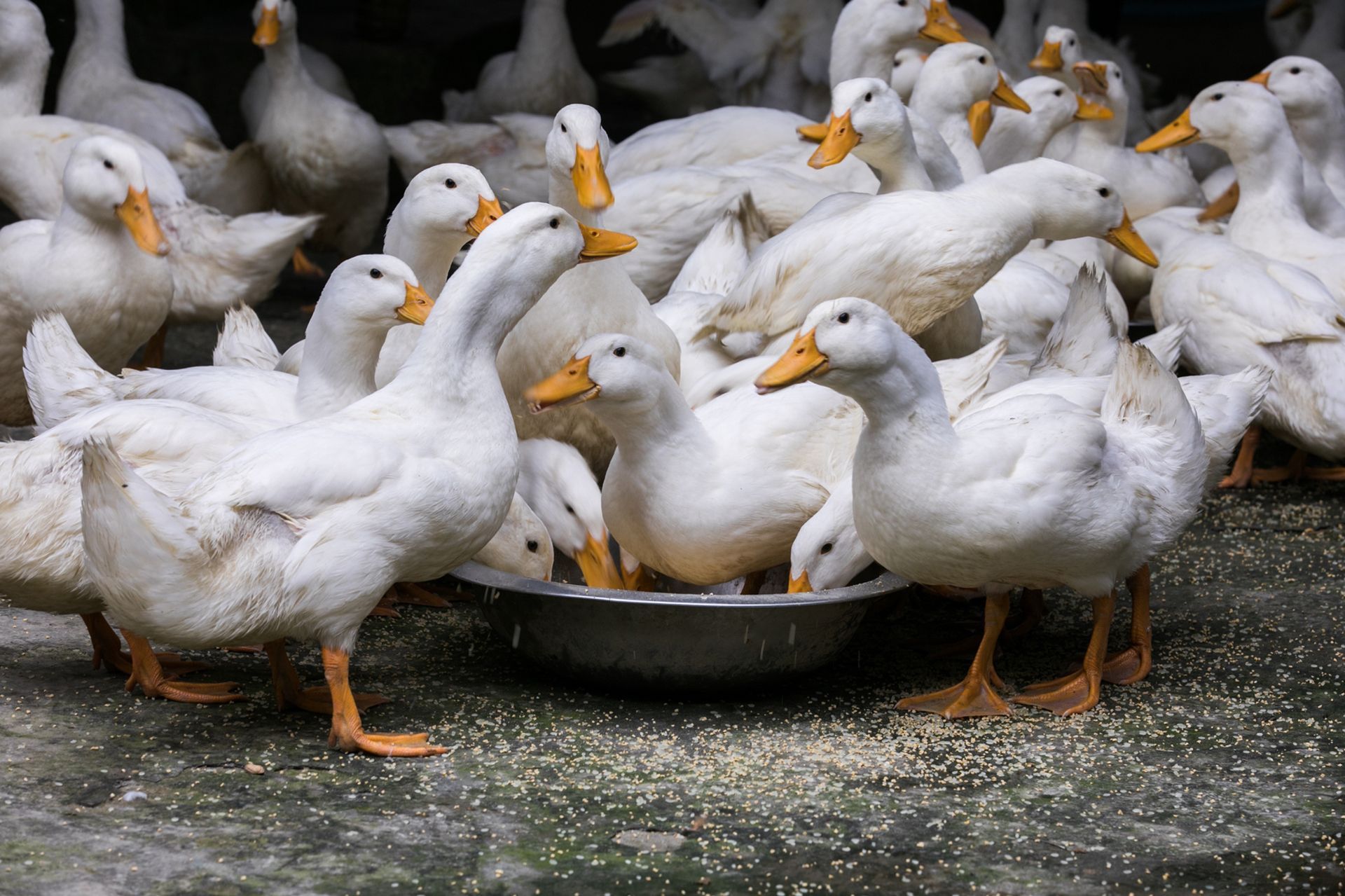 Ducks crowded around a bowl, eating