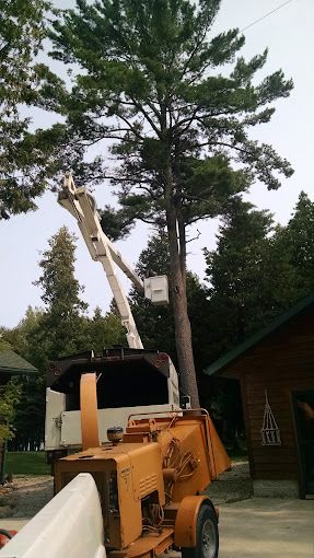 A tree is being cut down by a machine in a driveway.