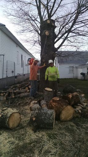 Two men are standing next to a tree that has been cut down.