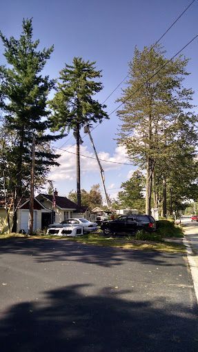A crane is cutting a tree in the middle of a street.