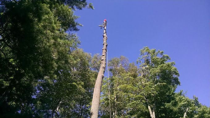 A tree is being cut down in the middle of a forest.