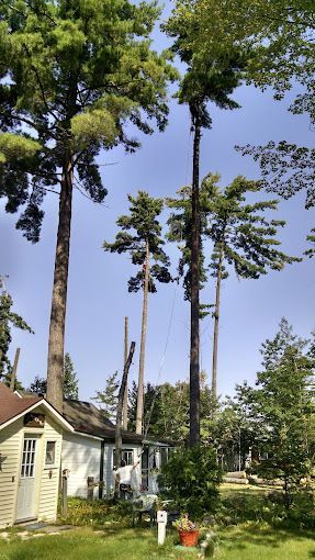 A man is climbing a tree in front of a house.