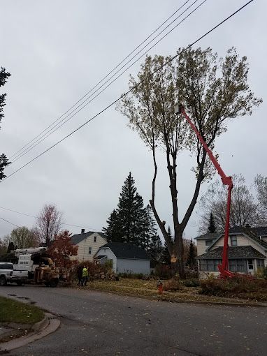 A tree is being cut down by a crane in a residential area