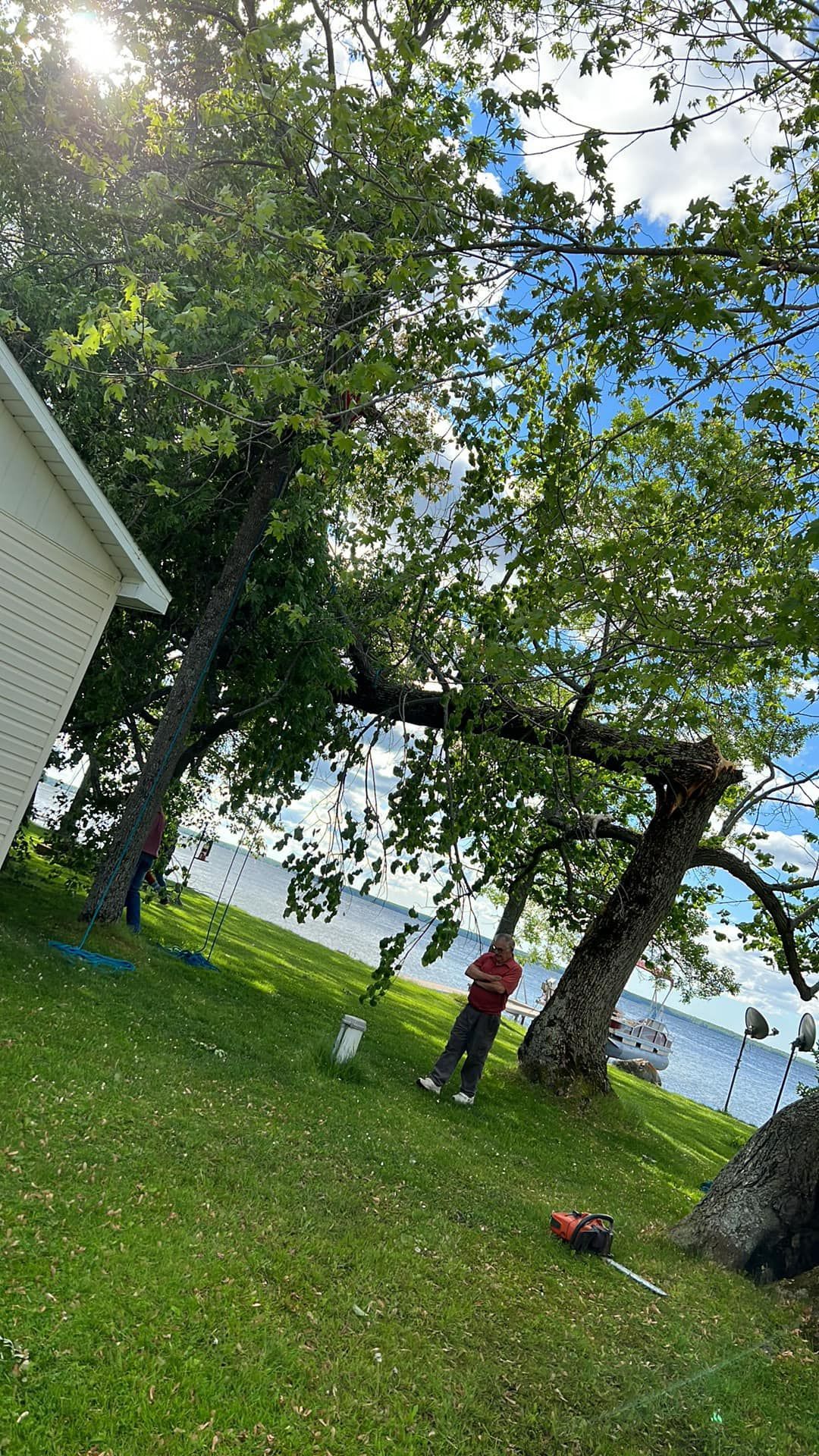 A person is cutting a tree in a yard next to a body of water.