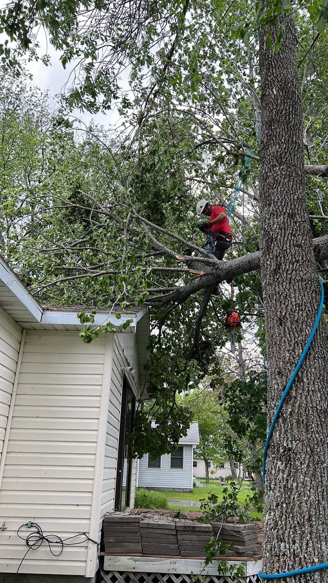A man is climbing a tree in front of a house.