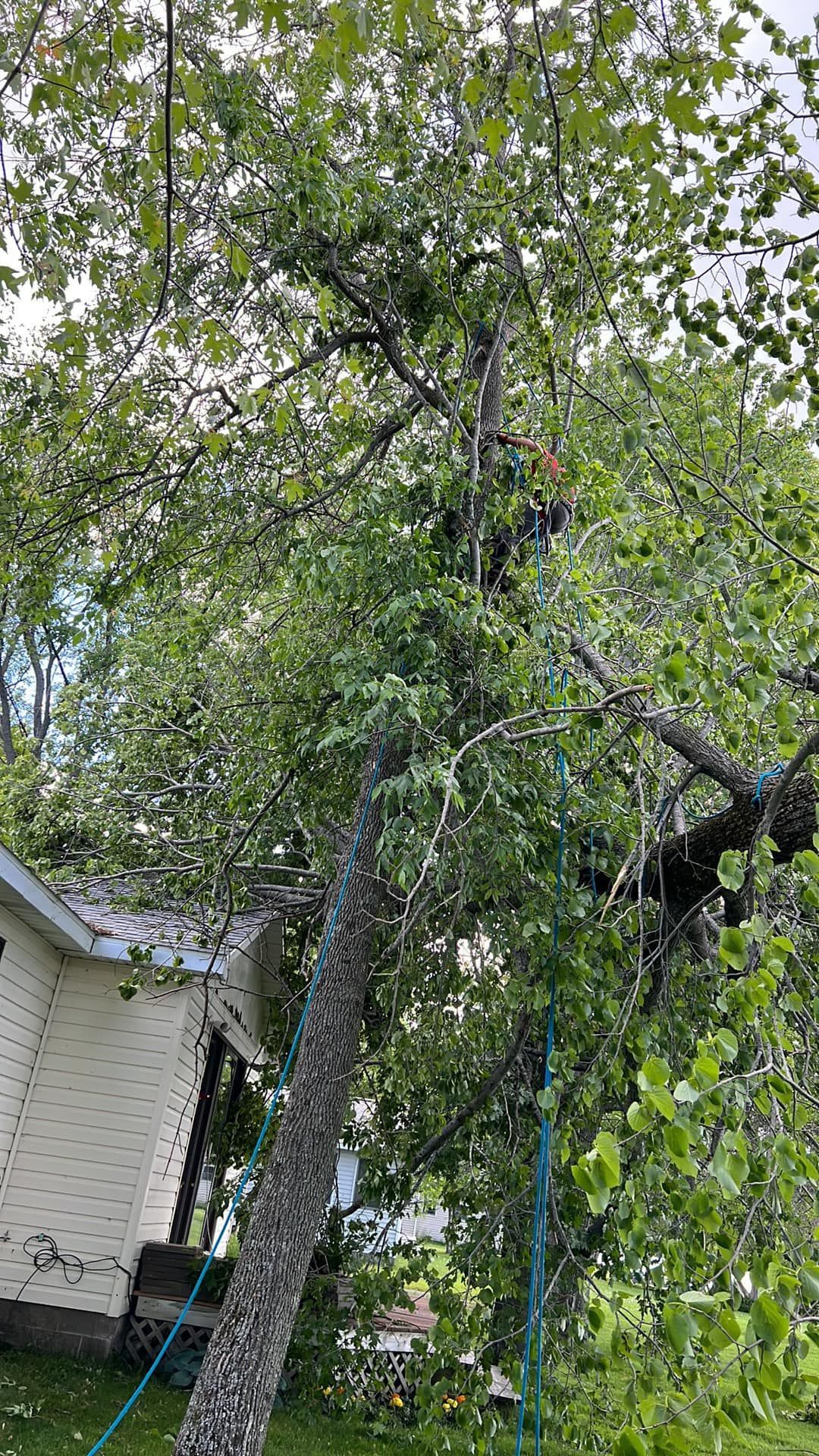 A man is climbing a tree in front of a house.