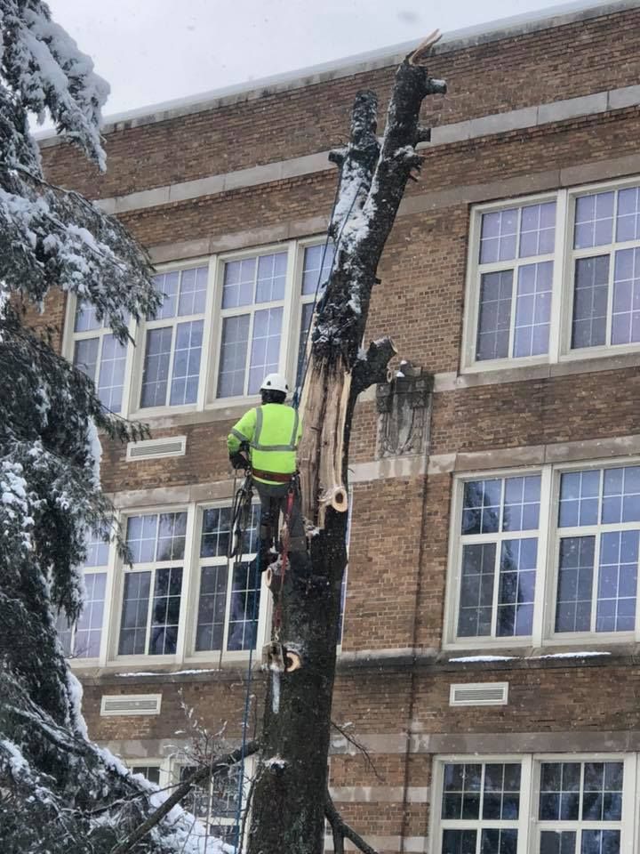 A man is cutting down a tree in front of a brick building