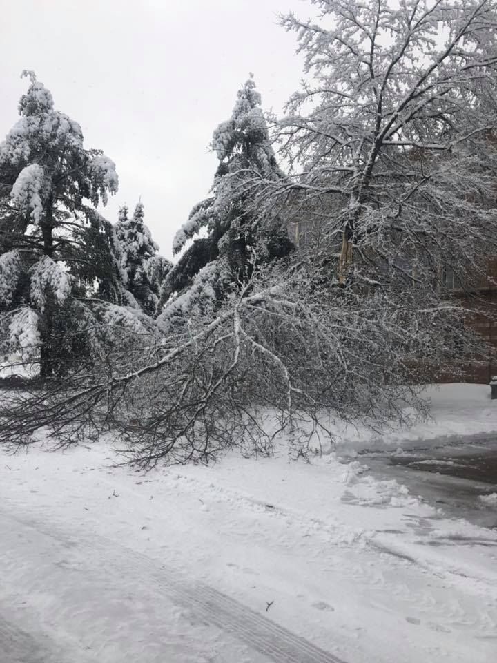 A tree that has fallen in the snow on the side of the road.