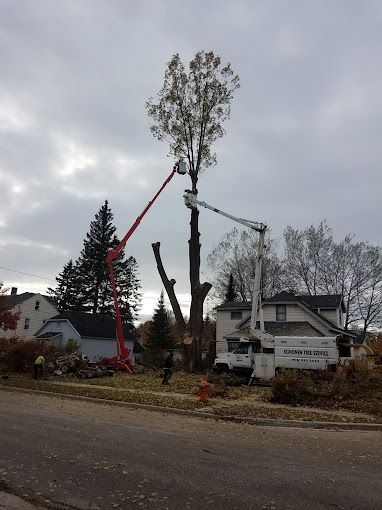 A large tree is being cut down by a crane.