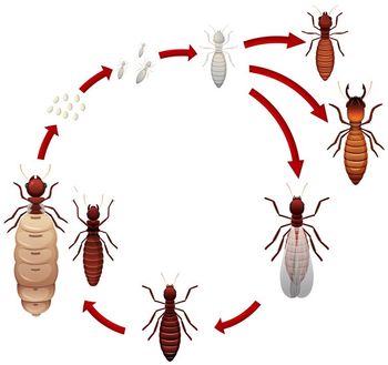 A Termite Life Cycle — Suffolk, VA — Second Opinion Termite & Pest Control