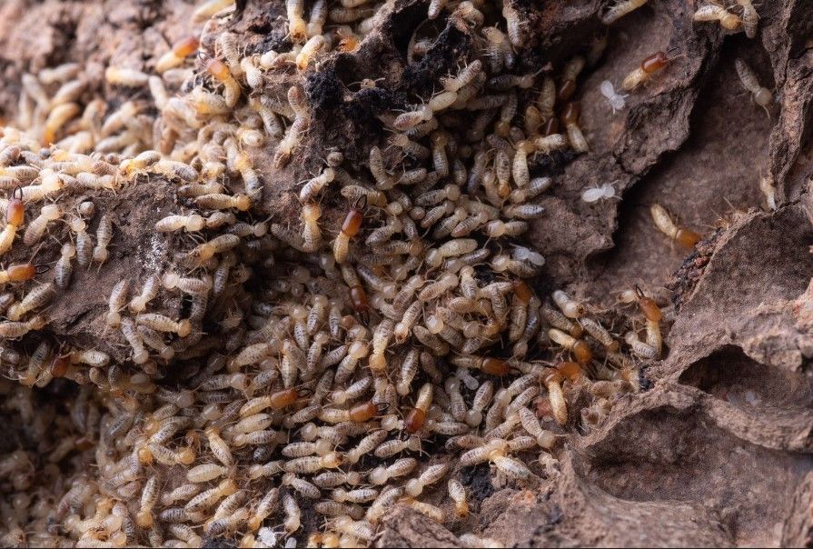 A bunch of termites are crawling on a piece of wood.