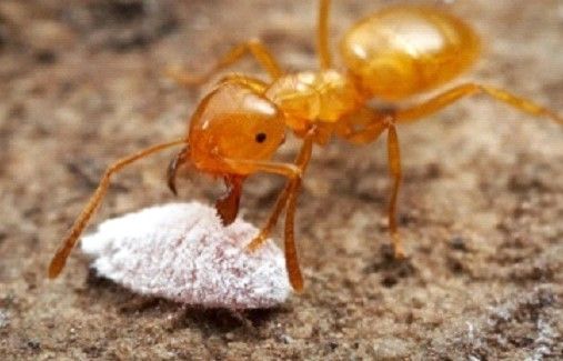 A close up of a yellow ant eating a white object.