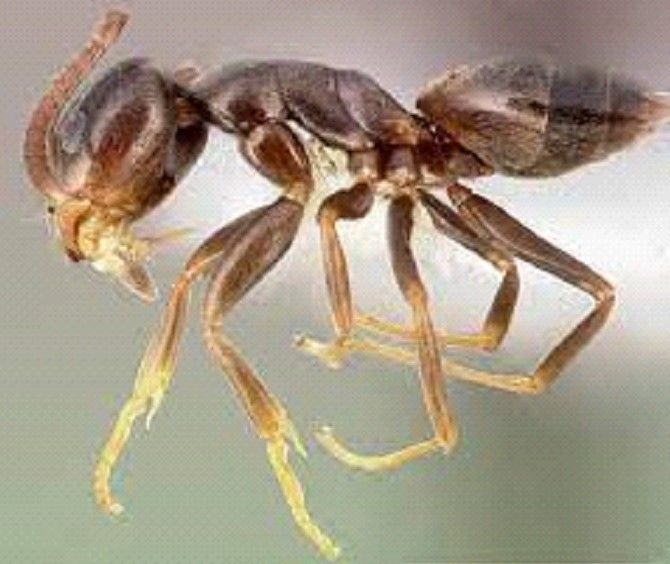 A close up of a brown ant on a white surface.