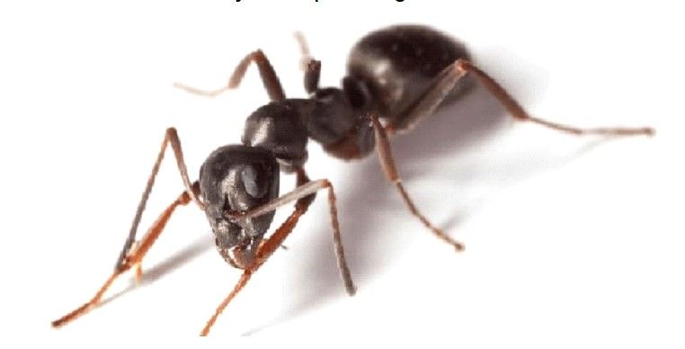 A black ant is crawling on a white surface.
