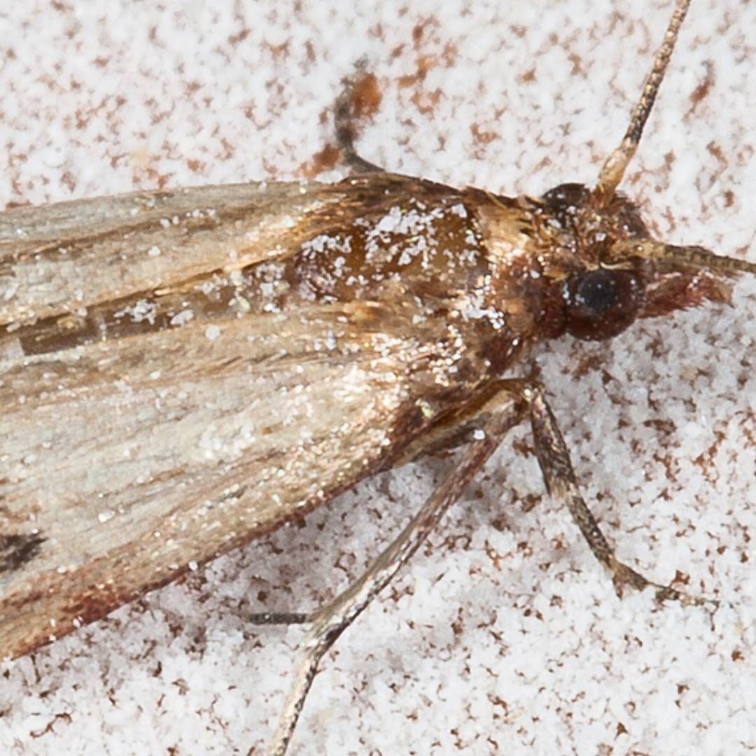 A close up of a moth on a white surface
