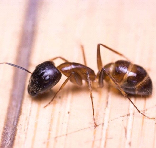 A close up of an ant on a wooden surface.