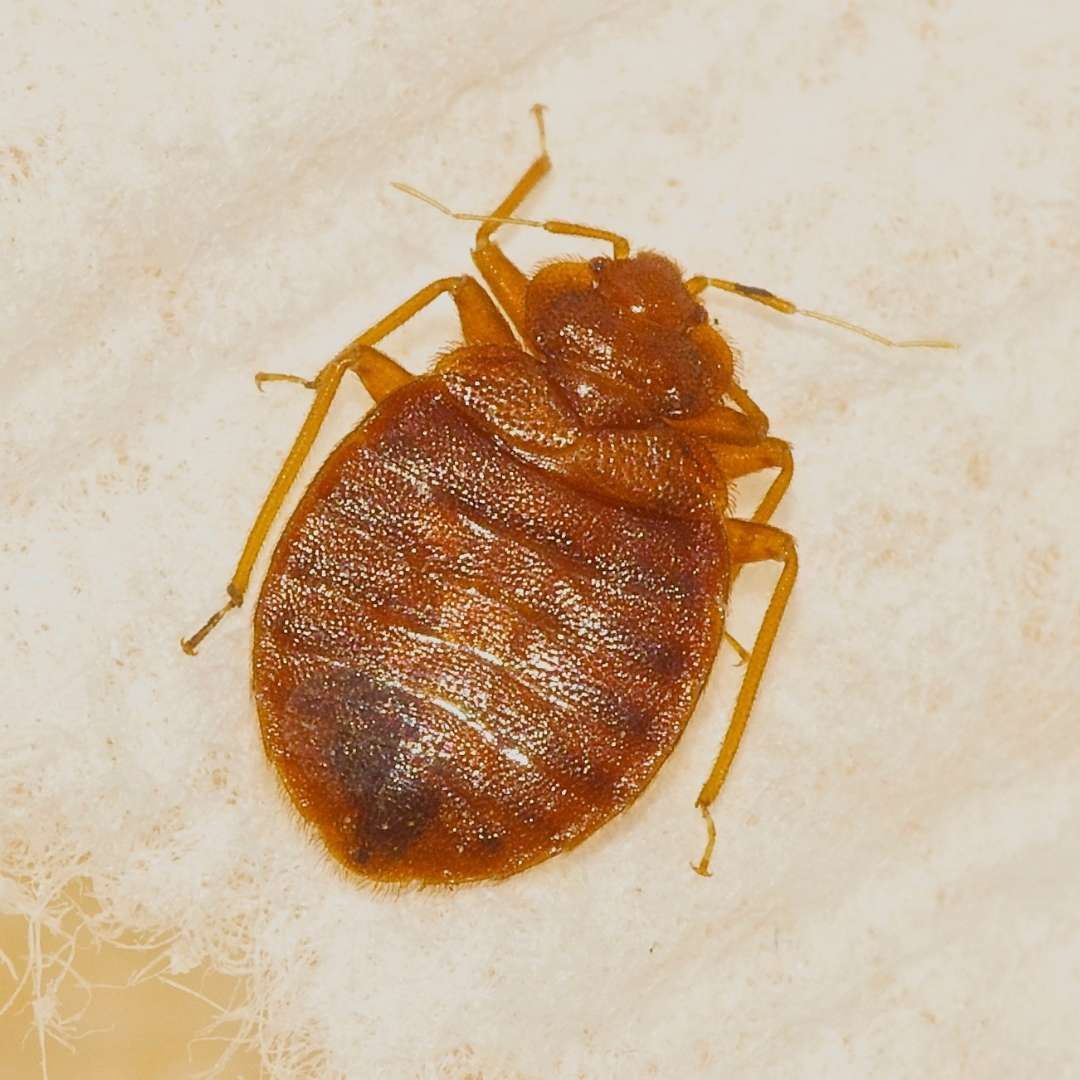BED BUG