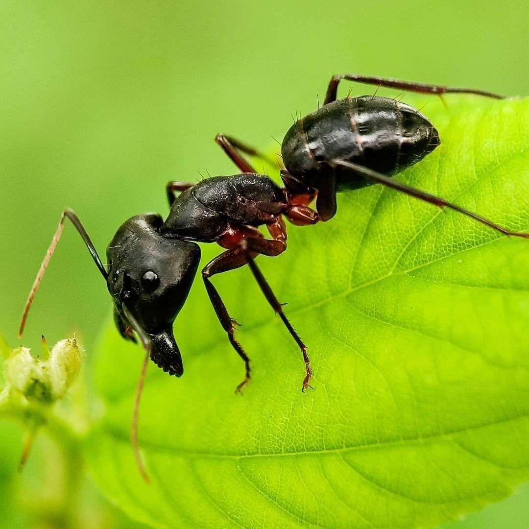 CARPENTER ANT