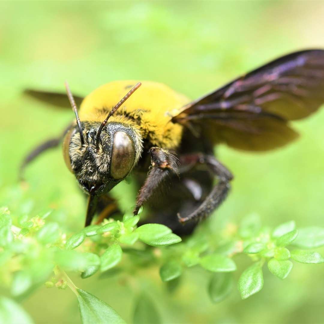 CARPENTER BEE
