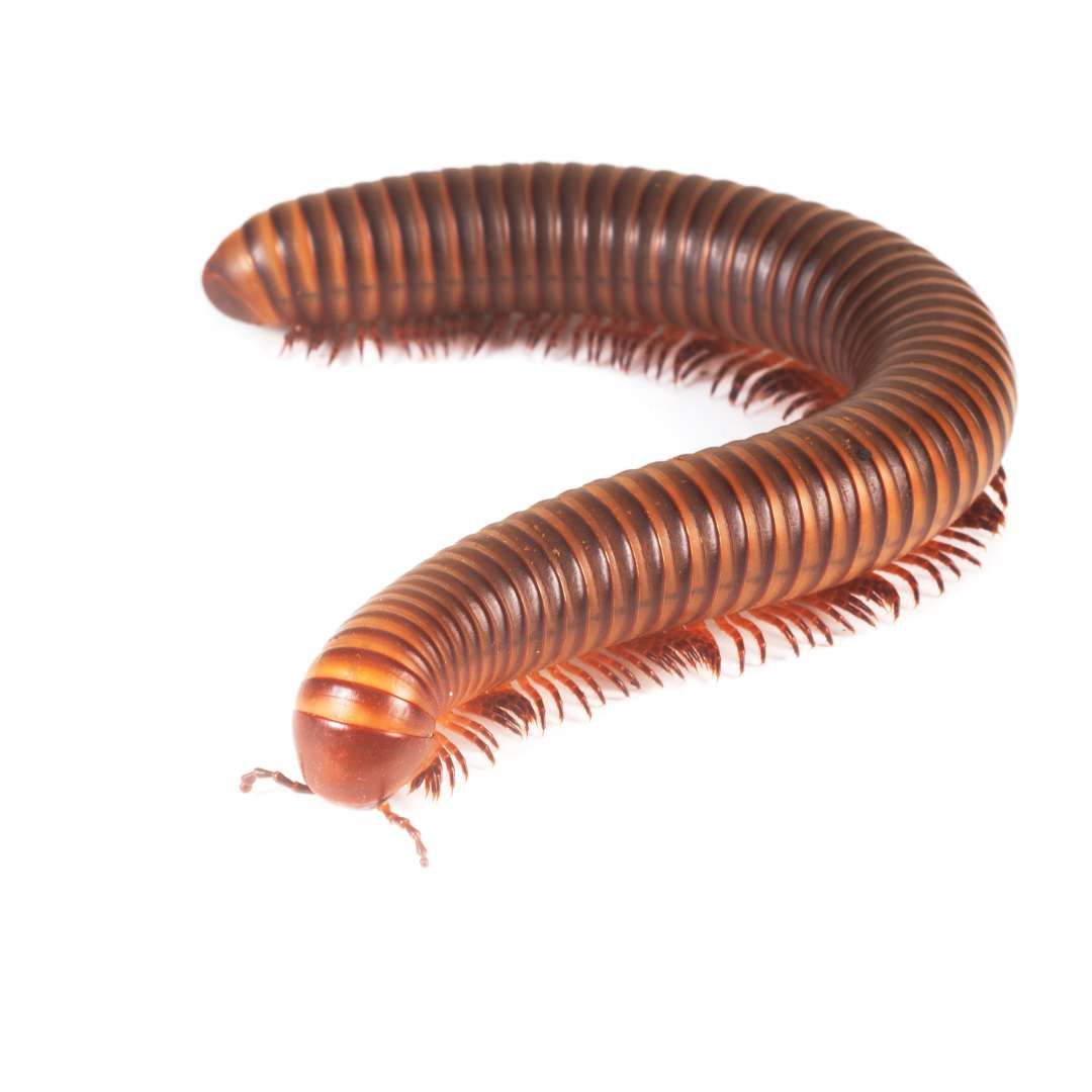 MILLIPEDE