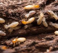SUBTERRANEAN TERMITE