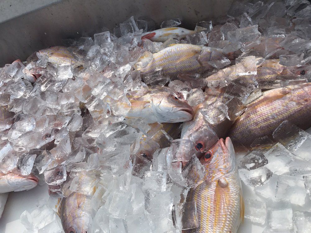 Fish with Ice — Fort Myers, FL — Captain Tony’s Fishing Adventures