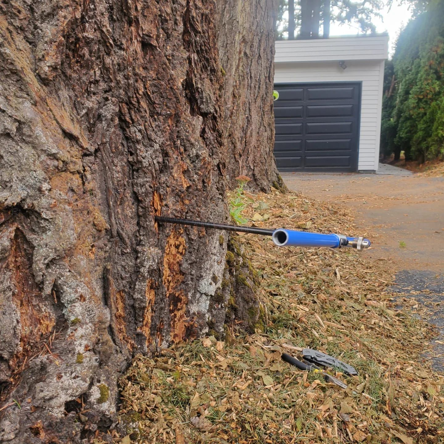 Arborist Portland