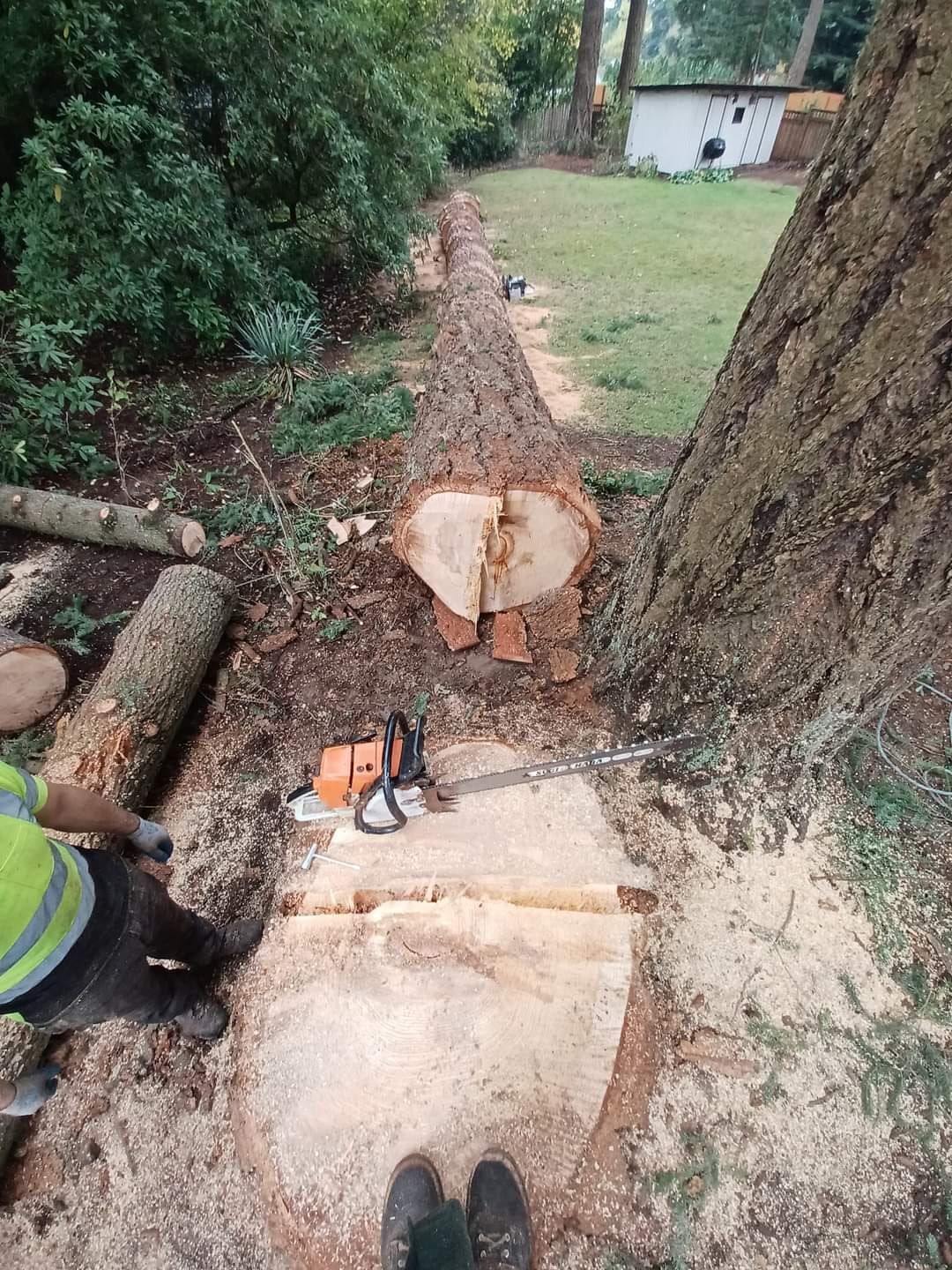 Tree Removal Arborist Hillsboro Portland