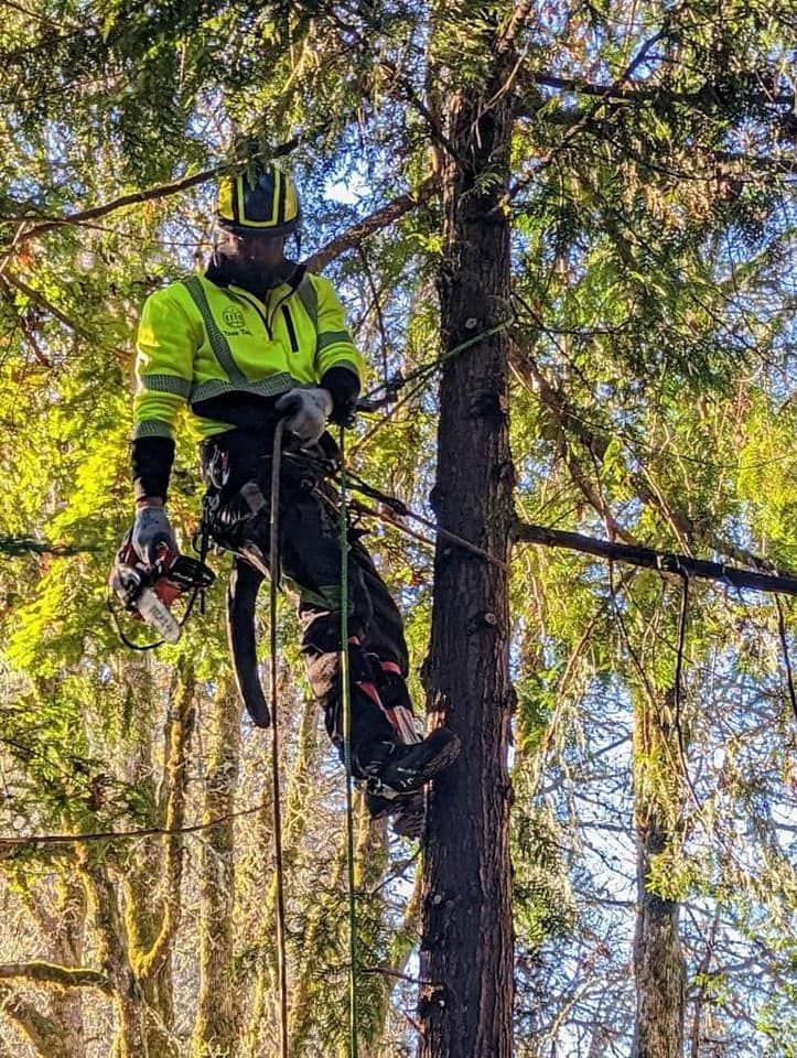 Tree Trimming Hillsboro