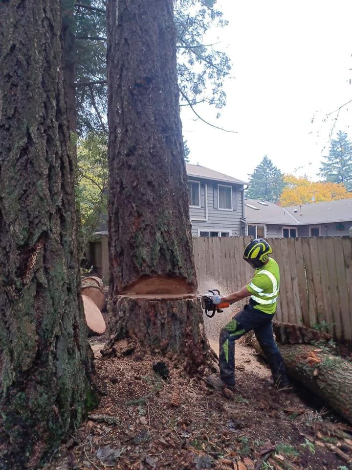 Tree Removal Service Hillsboro Portland
