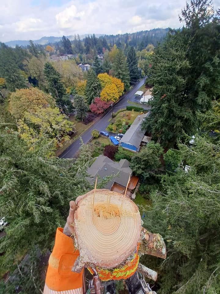 Tree Removal Service Lake Oswego