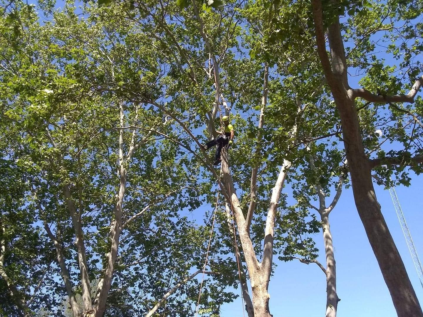 Tree Trimming Lake Oswego