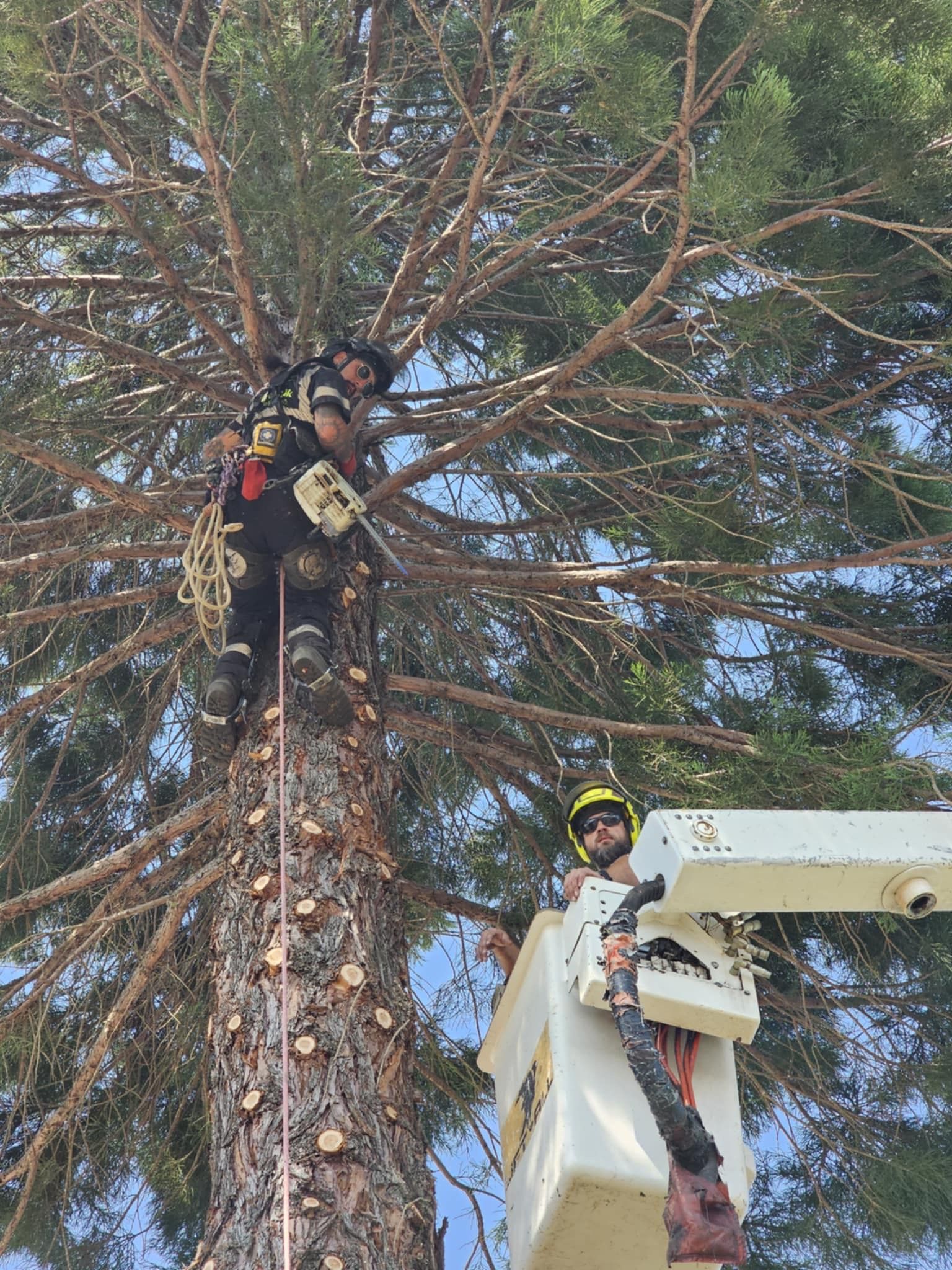 Tree Trimming Beaverton