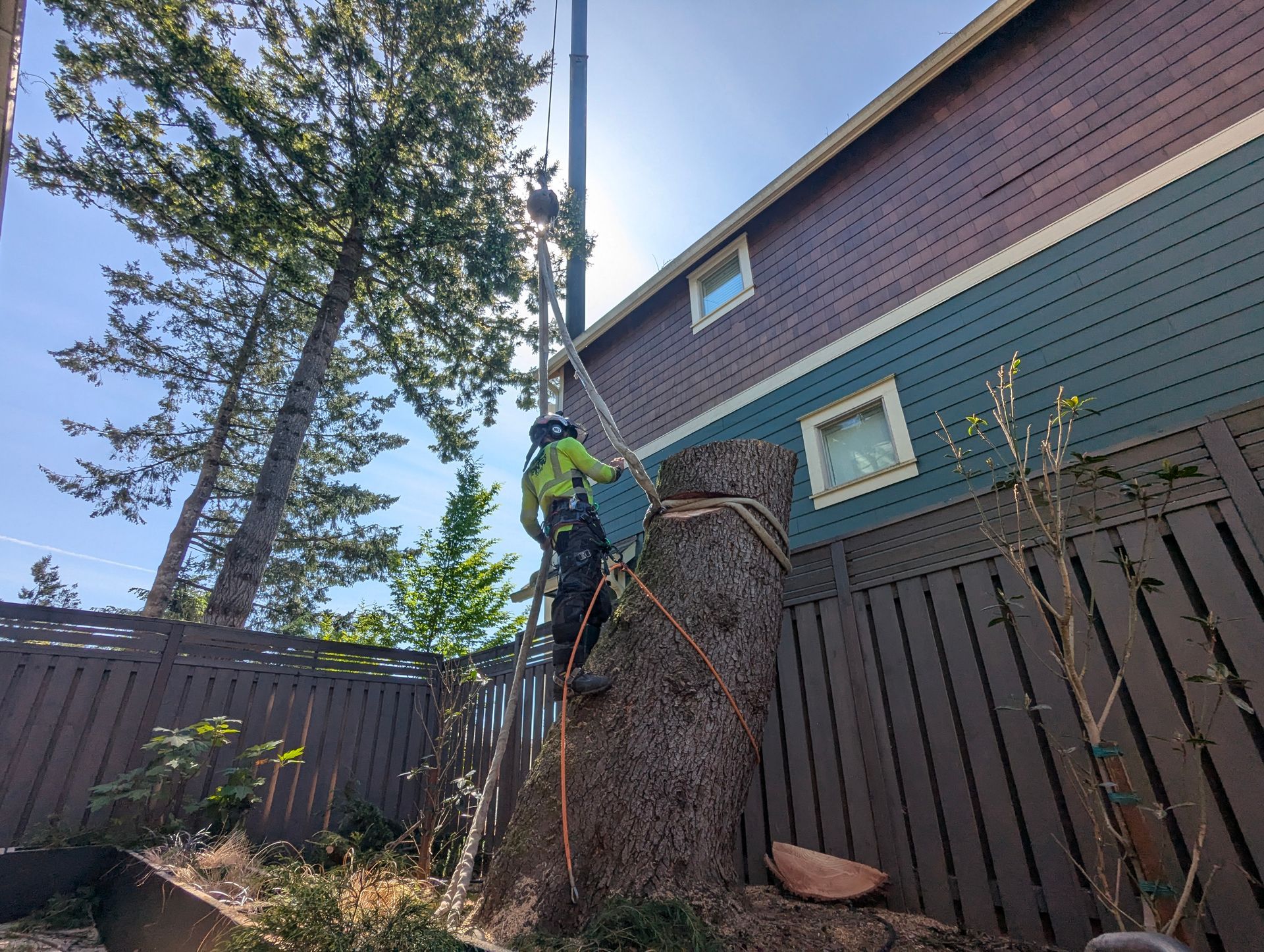 Tree Trimming Hillsboro
