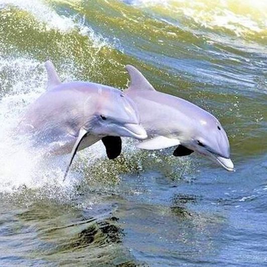 Enjoy dolphin and sea turtle wildlife tours on Hilton Head Island.