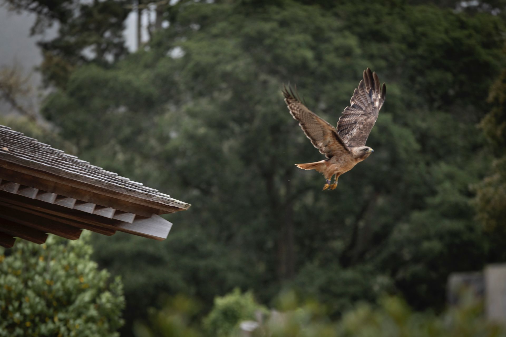 Eagle taking flight from roof edge