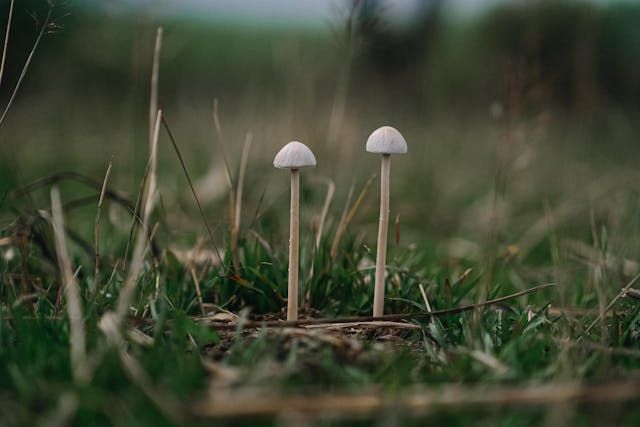 Two small mushrooms with pale caps and long stems grow in grass, one slightly taller than the other
