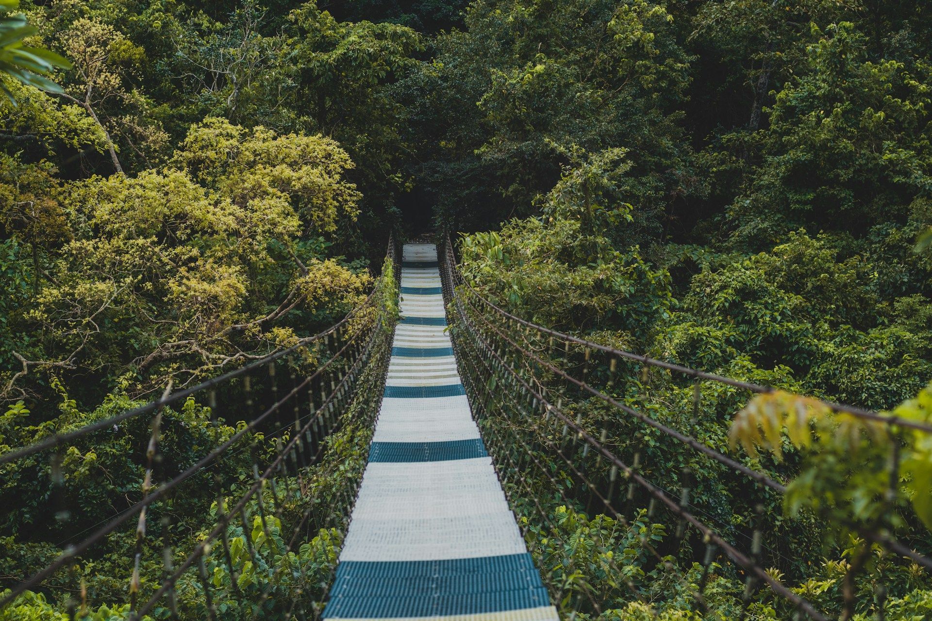 A view of the start of a hanging bridge to the end that connects to the forest.