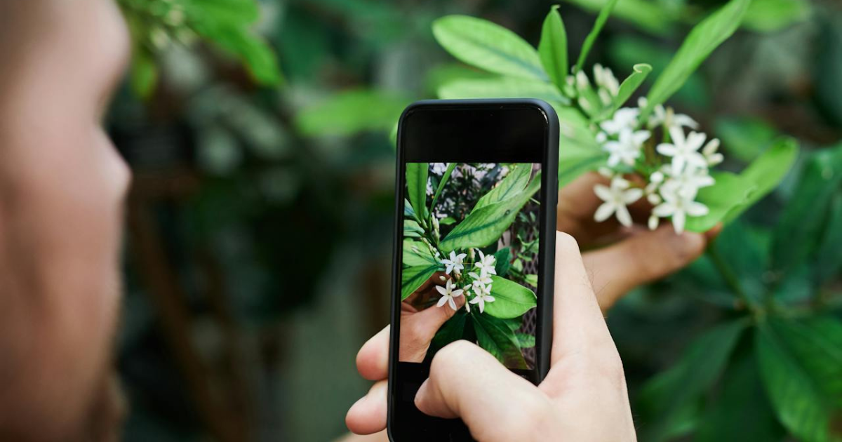 A person taking a photo of a cluster of small white flowers from a tree instead of picking it.